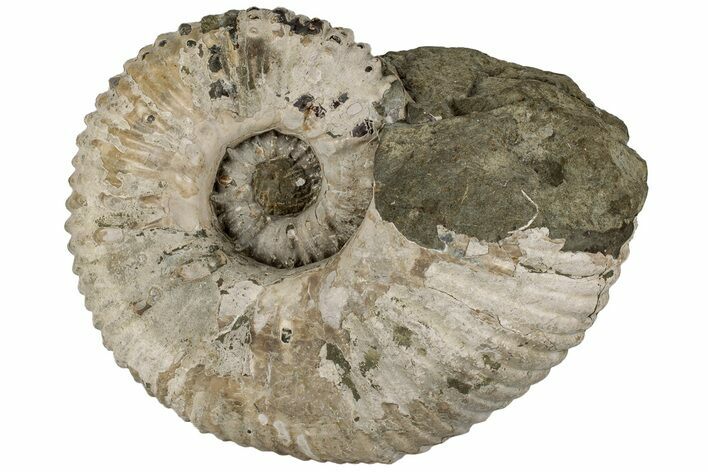 7.7" Bumpy Ammonite (Douvilleiceras) Fossil - Madagascar